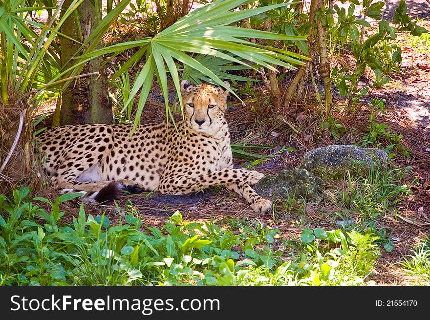 A cheetah resting from the hot sun.