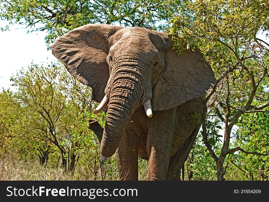 Close call with an elephant in Kruger National Park South Africa. Close call with an elephant in Kruger National Park South Africa