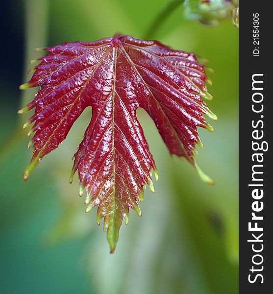 Beautiful grape sheet during the autumn period