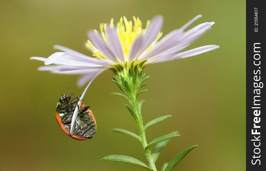 The ladybird sits on a flower