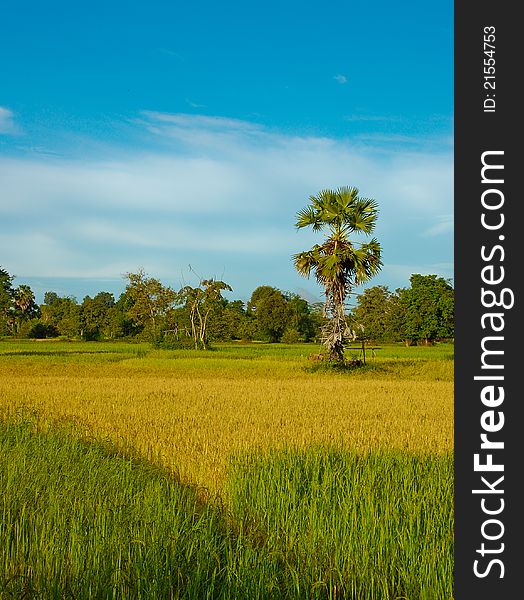 The rice field with blue sky in Southern Laos. The rice field with blue sky in Southern Laos