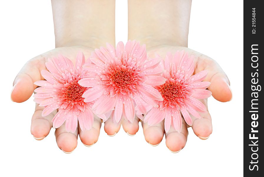 Two women hands holding gerberas on white background