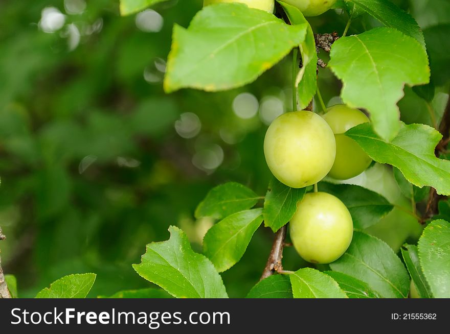 Cherry plums on a tree branch. Cherry plums on a tree branch