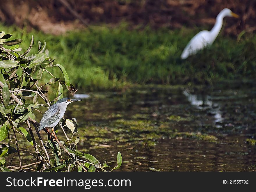 Night Heron and great egret