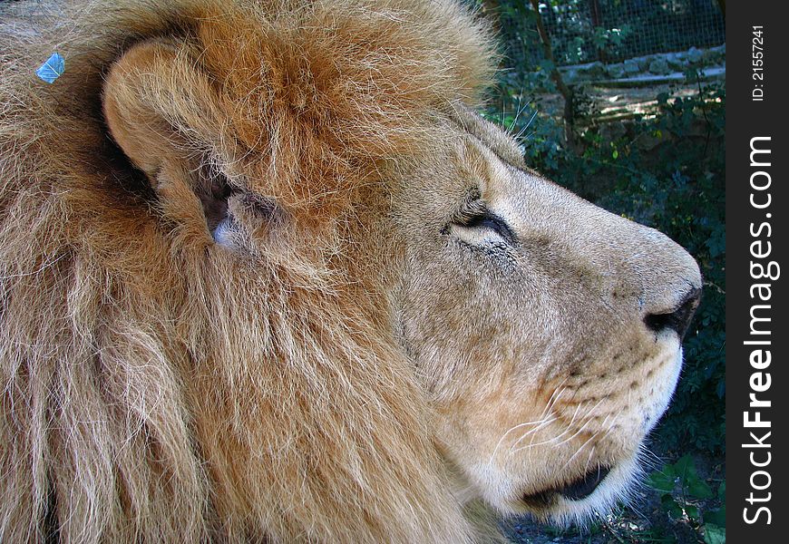 The predator. The head of lion