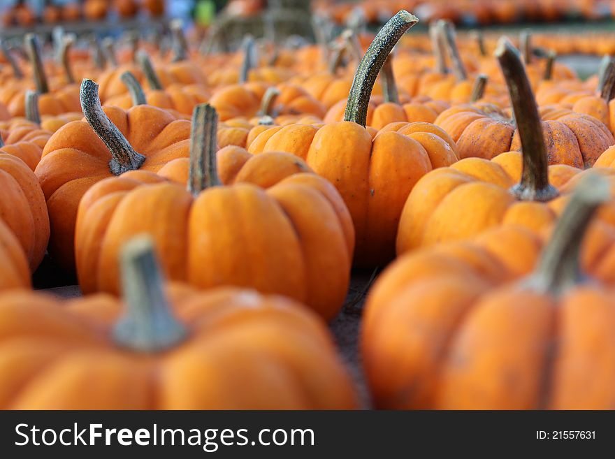 A group of small orange pumpkins in a patch. A group of small orange pumpkins in a patch.