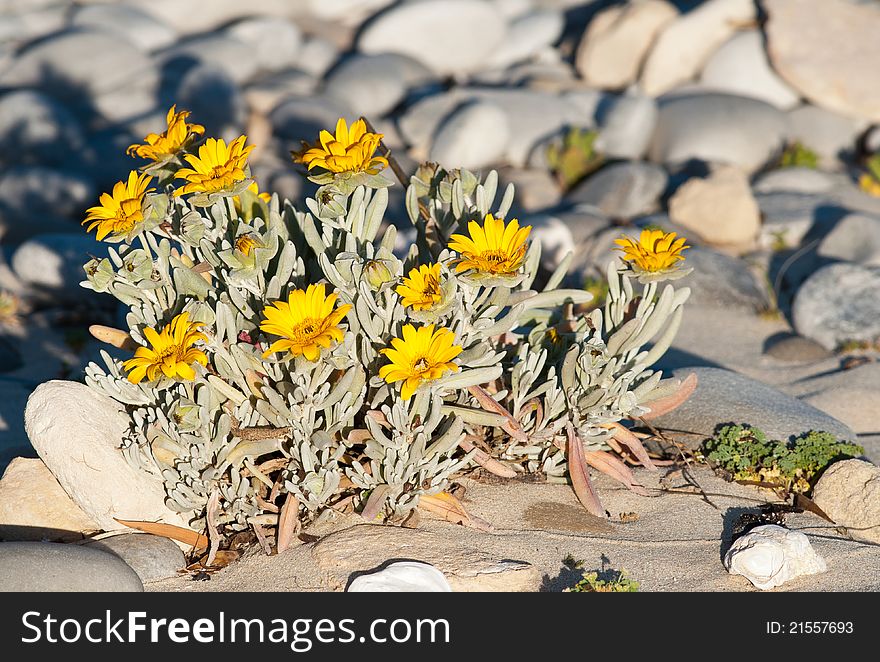 Small yellow daisy bush amoungst stones on beach