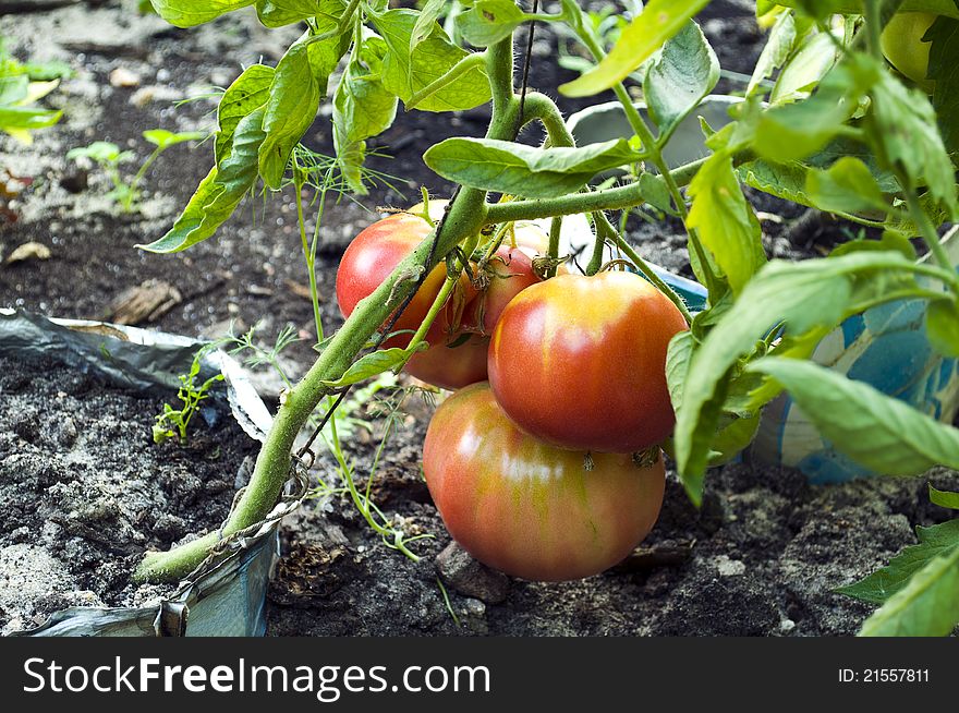 Tomatoes ripening on the branch. Tomatoes ripening on the branch
