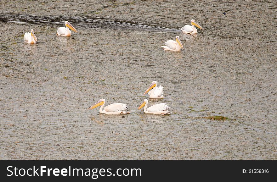 Group of Pelicans