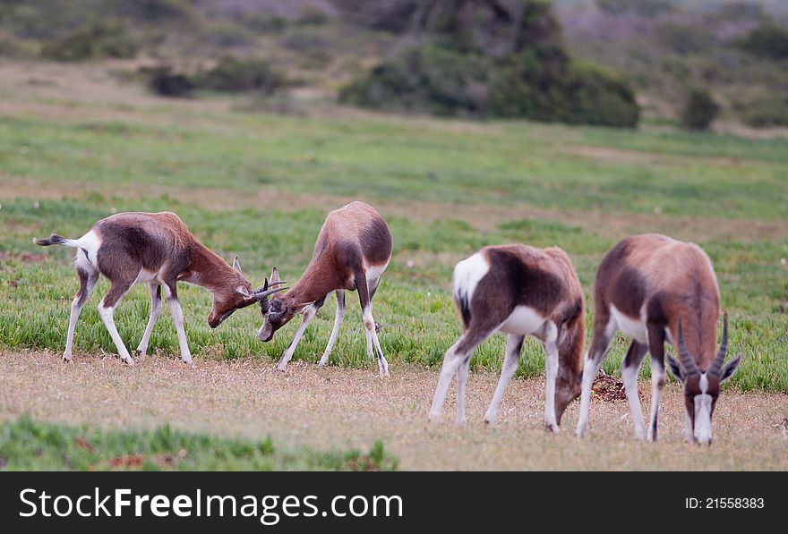 Two young male Bontebok antelope fighting behind two grazers. Two young male Bontebok antelope fighting behind two grazers