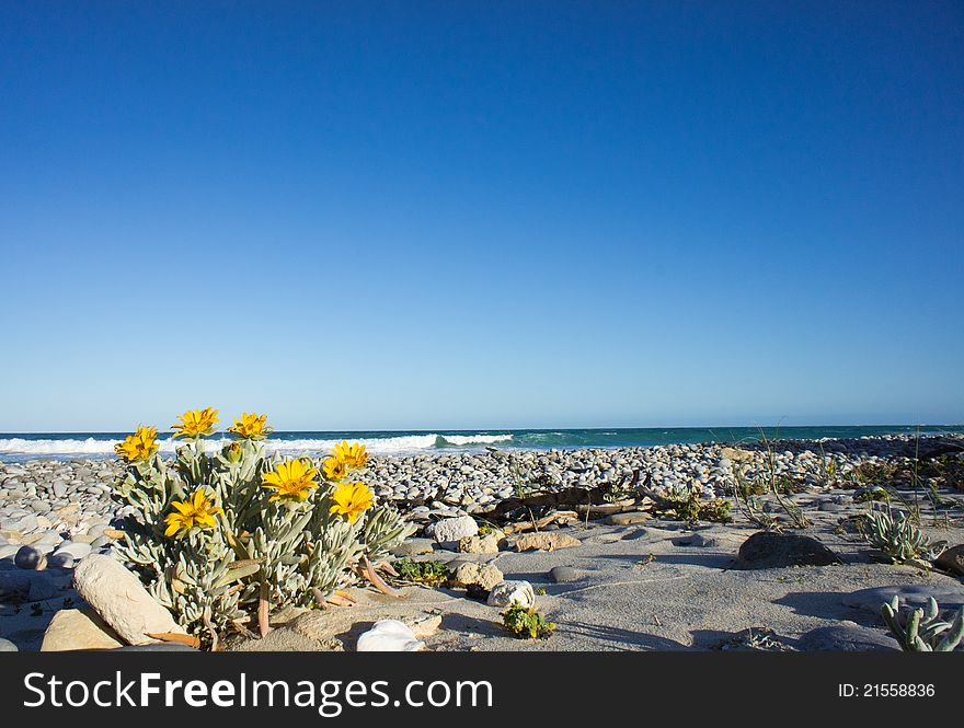 Yellow daisy bush in foreground with sea and blue sky in background. Yellow daisy bush in foreground with sea and blue sky in background