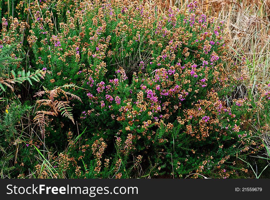 Vegetation detail with Erica carnea and ferns