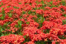 Flower Royalty Free Stock Photography Flower Royalty Free Stock Photography