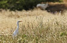 Cattle Egret In A Field Stock Photo Cattle Egret In A Field Stock Photo