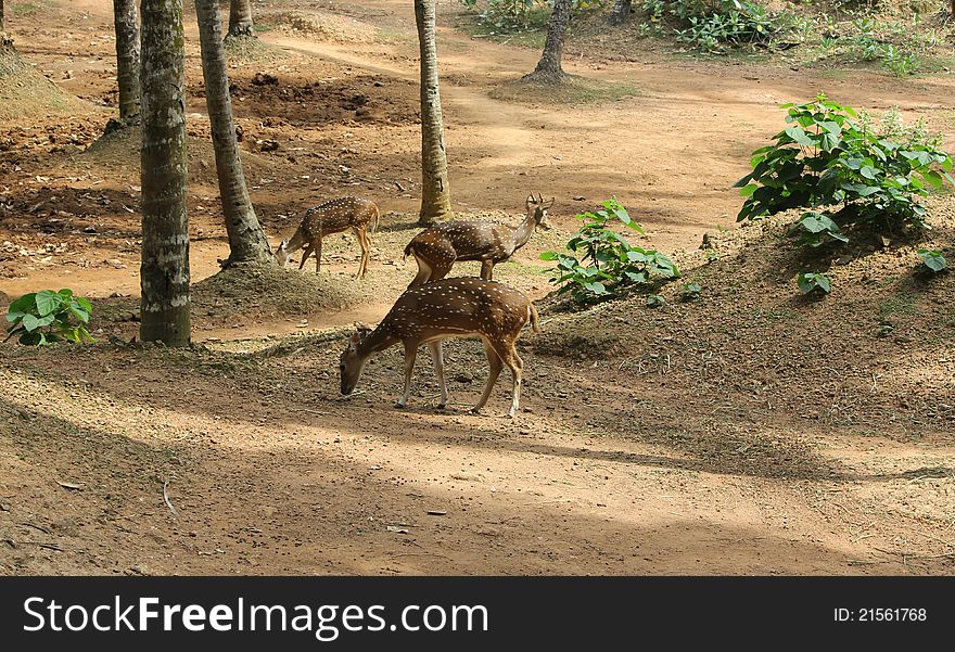 Spotted deers in deer park, kerala