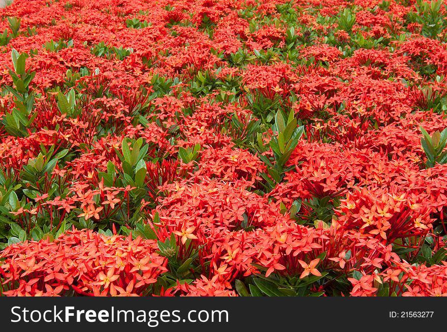 Red Ixora Flower in Thailand.