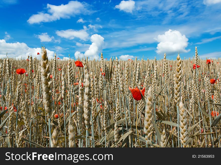 Golden wheat with red poppy in the blue sky background