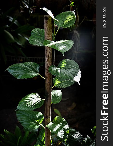 A detail of raspberry leaves. A detail of raspberry leaves