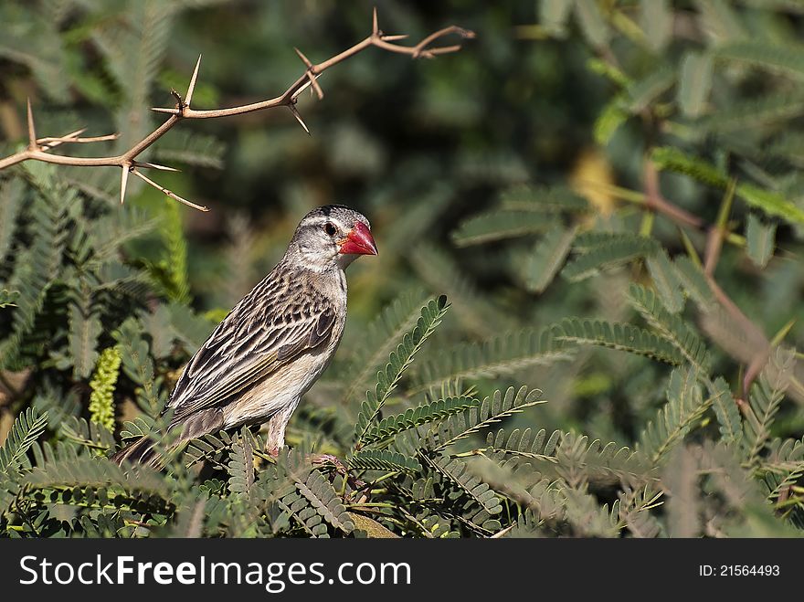 A red-billed quelea settle on a branch of acacia.