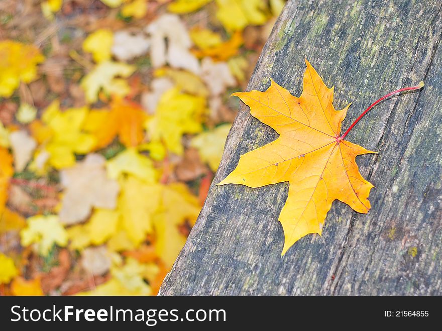 A dry yellow leaf on a wooden bench. A dry yellow leaf on a wooden bench