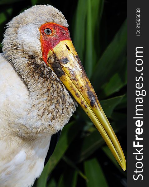 Portrait Of A Yellow-billed Stork