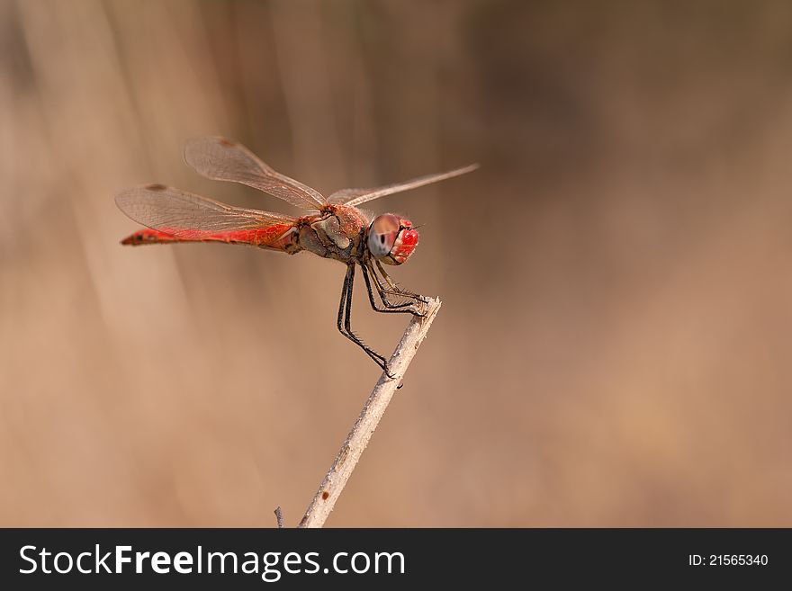 A red dragonfly perched on a plant stem