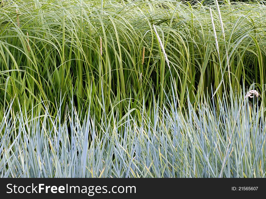 Two colors long grass meadow