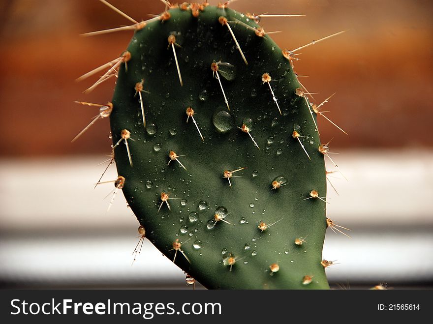 Flat, prickly cactus with water drops, dew. Flat, prickly cactus with water drops, dew