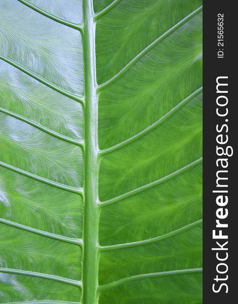 A close up of banana green leaf texture. A close up of banana green leaf texture