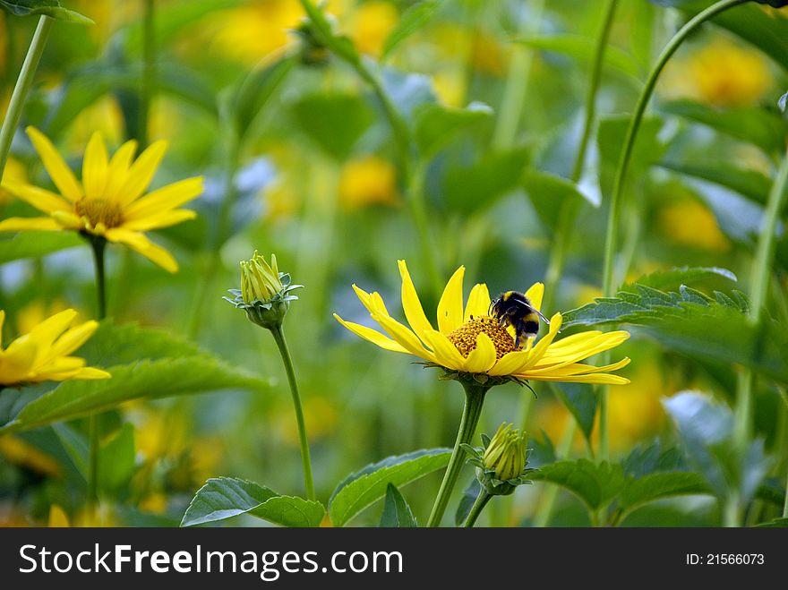 Yellow, blooming Heliopsis scabra with bee