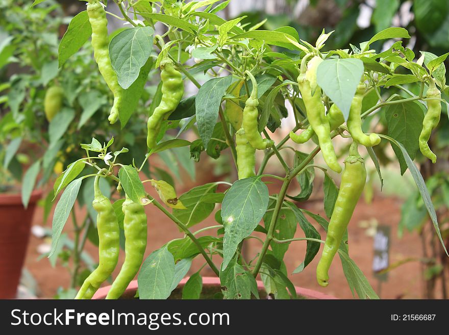 Young plants of green pepper on field