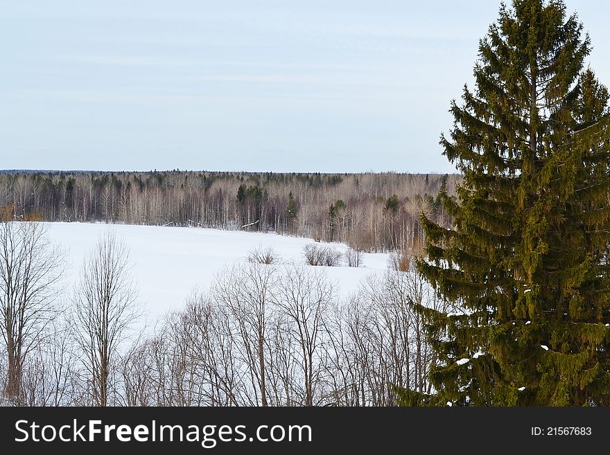 View of the winter forest, Russia . View of the winter forest, Russia .