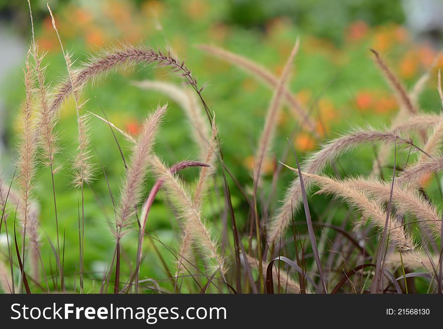 Grass stems bent wind convergence as a classical background