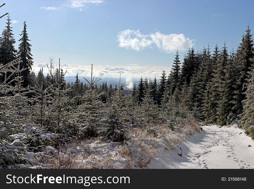 Snowy pine trees in the mountains with blue skies and clouds below. Snowy pine trees in the mountains with blue skies and clouds below.