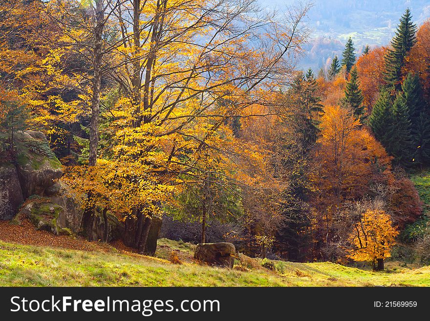 Colorful autumn leaves on a trees in forest