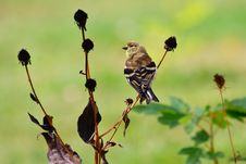 American Goldfinch In Changing Plumage Royalty Free Stock Photos