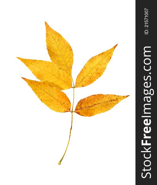 Branch with dry yellow fall leaves isolated on white background with clipping path