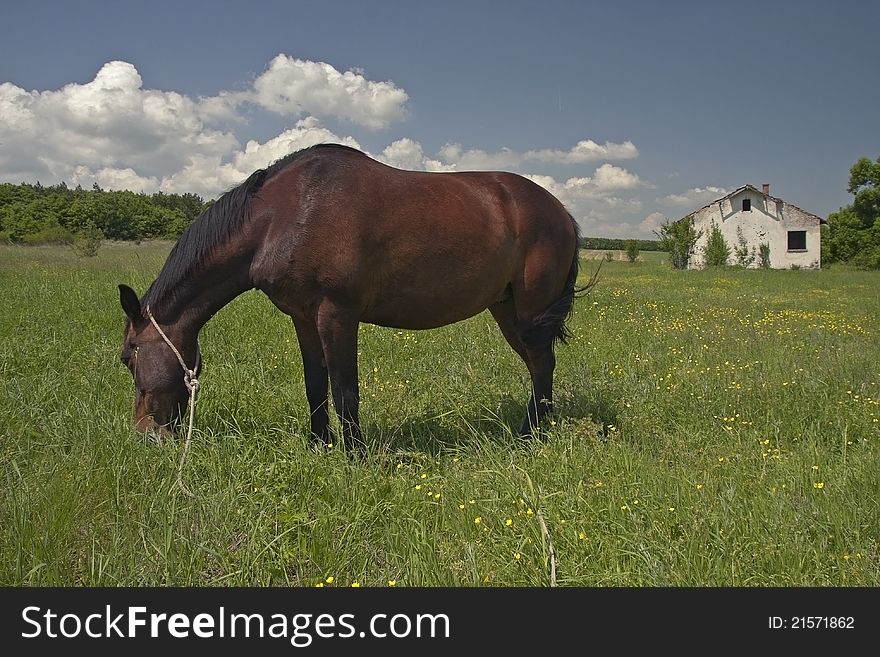 Horse On A Meadow