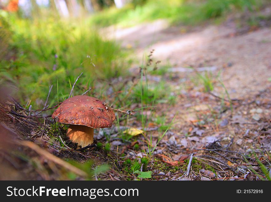 Photo of white fungus in the forest. Photo of white fungus in the forest