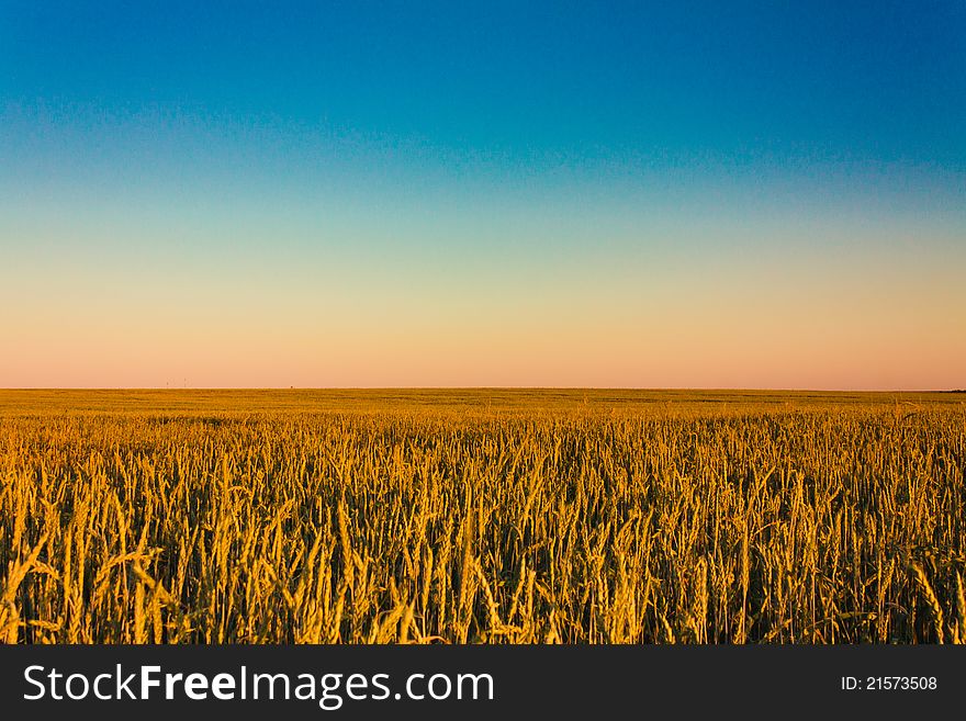 A barley field with shining golden barley ears in summer. A barley field with shining golden barley ears in summer