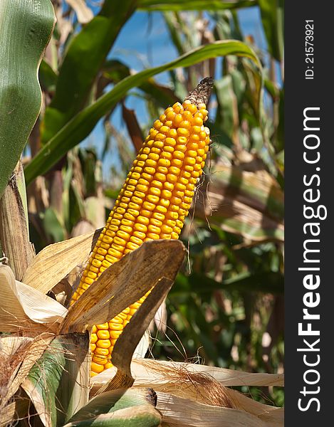 Corn field at harvest time