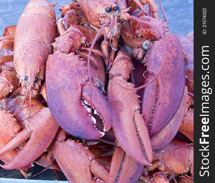 Assortment of cooked lobster on a plate. Assortment of cooked lobster on a plate