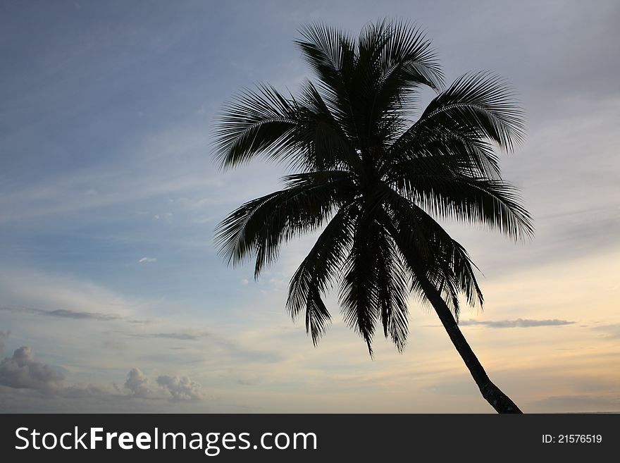 Single palm tree silhouetted against a sunset sky. Single palm tree silhouetted against a sunset sky