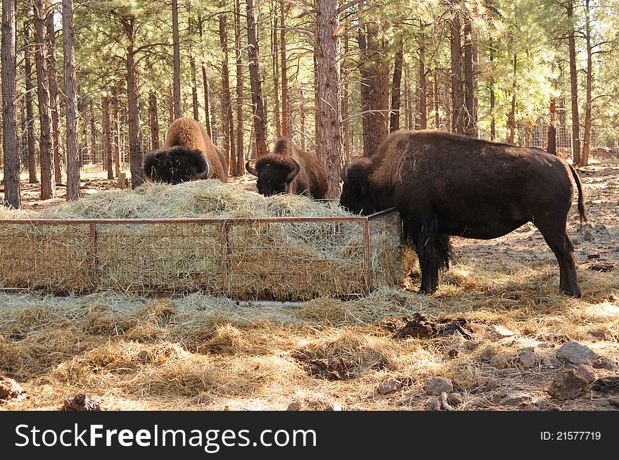 bison grazing on green hay in a wooded area with tree trunks all around, sun on thier wooley backs