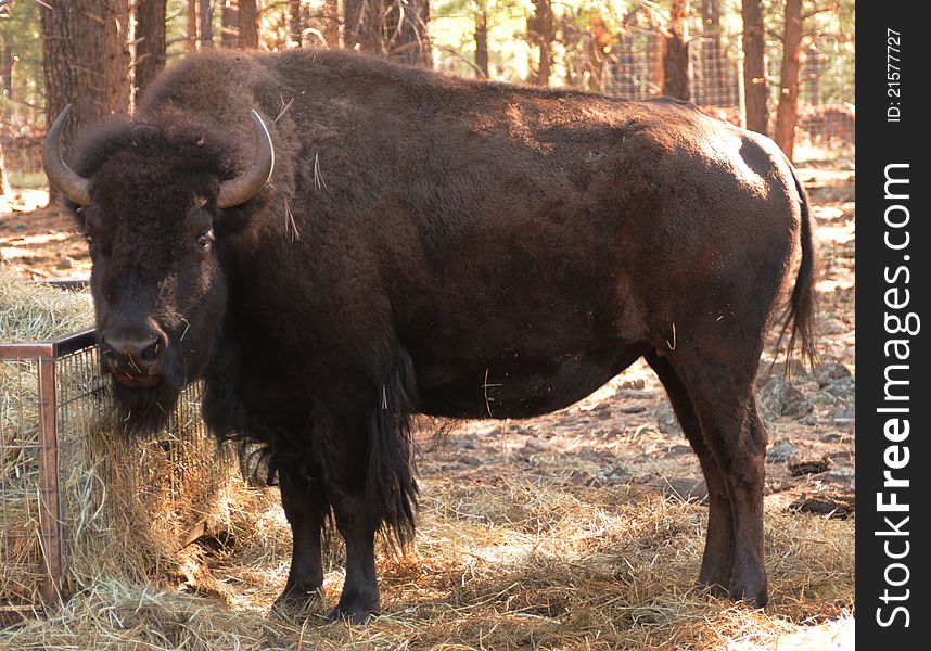 Large adult make bison with horns, profile of body, head turned to look directly at you, next to hay with intense stare. Large adult make bison with horns, profile of body, head turned to look directly at you, next to hay with intense stare