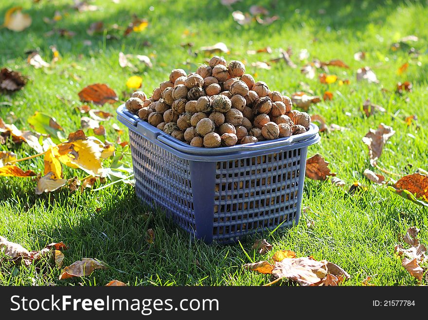 Full basket of walnuts standing on the grass