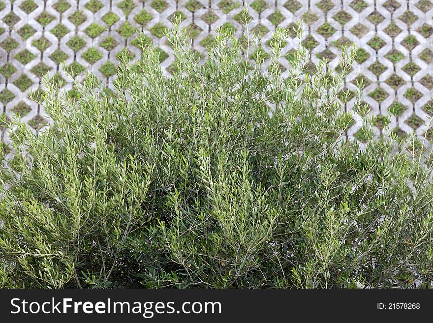 Olive tree as an ornamental