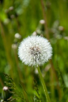 White Dandelion On A Meadow Stock Photos White Dandelion On A Meadow Stock Photos