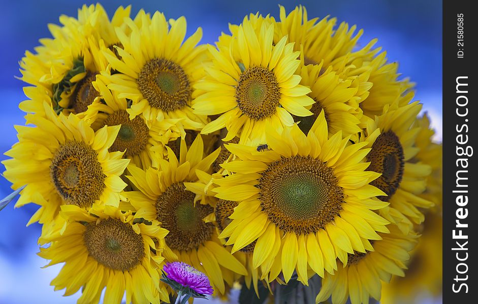 A bouquet of sunflowers and a small flower on blue background. A bouquet of sunflowers and a small flower on blue background