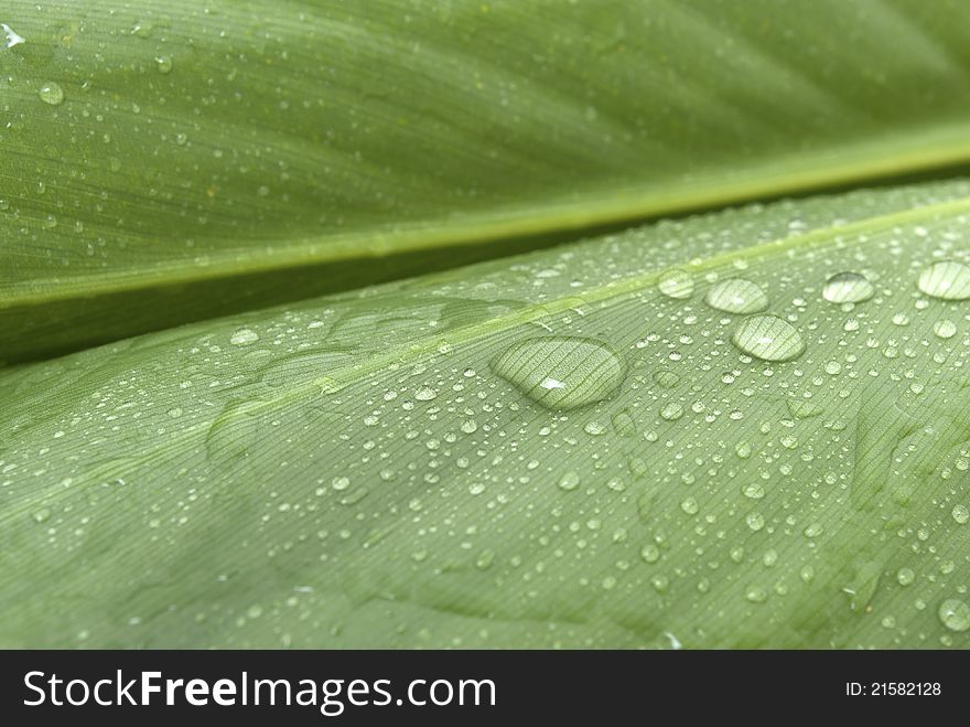 Tropical plant leaf with water drops. Tropical plant leaf with water drops